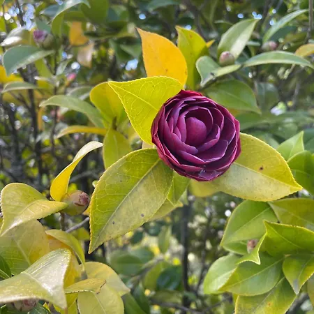 Cozy 33 * Албергария-а-Велья